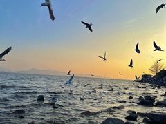-深圳湾公园(南山区)