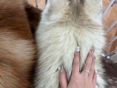 -Let's go狗咖·猫咖·奶狗·桌游(春熙路IFS店)