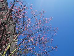 -天后宫民俗文化街