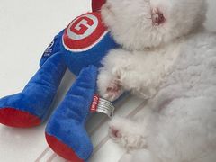 -帕帕拉兹宠物(亚洲旗舰店)