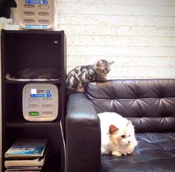 -SIX Hair Consultant