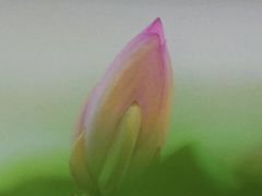 -丁香湖公园