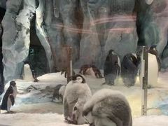 -帝企鹅自助餐厅•儿童岛•真企鹅(长隆企鹅酒店)