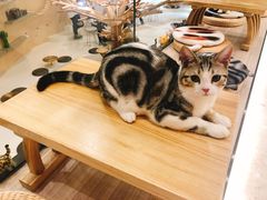 -飞行喵MR PILOT|猫舍·猫咖(静安大融城店)