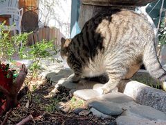 -喵屿·大理花园猫咖