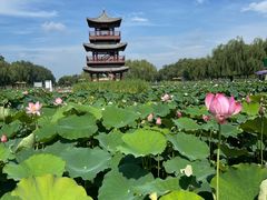-白洋淀风景区