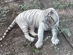 -大连森林动物园