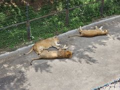 -大连森林动物园