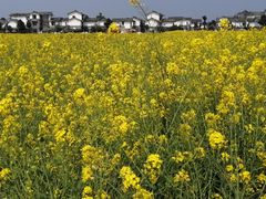 -桤木河湿地公园