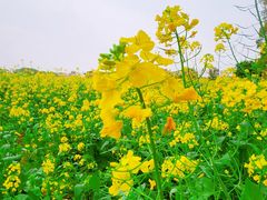 -苏州太湖西山岛开心农场