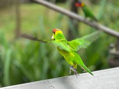 -新加坡飞禽公园