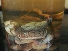 -闽粤一牛潮汕牛肉火锅