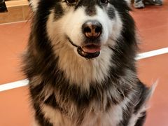 -和它·交个朋友·狗咖猫咖(爱琴海店)
