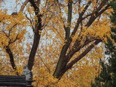 -苏州文庙(姑苏区)