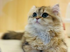 -momokira米努特·德文卷毛猫·棉花面纱犬