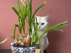-糯米喵星人总部直营旗舰店·猫舍·幼猫出售
