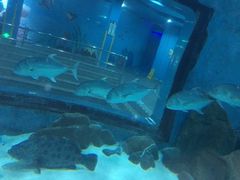 -苏州海洋馆