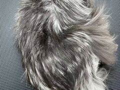 -唐小姐の猫狗洗护·购宠旗舰店(周浦万达店)