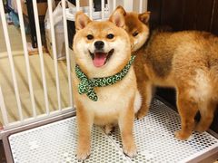 -逗柴咖啡屋·狗咖猫咖宠物桌游