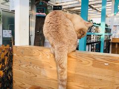 -猫小院猫主题咖啡厅(北锣店)