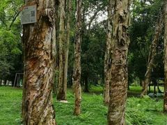 -南宁良凤江国家森林公园