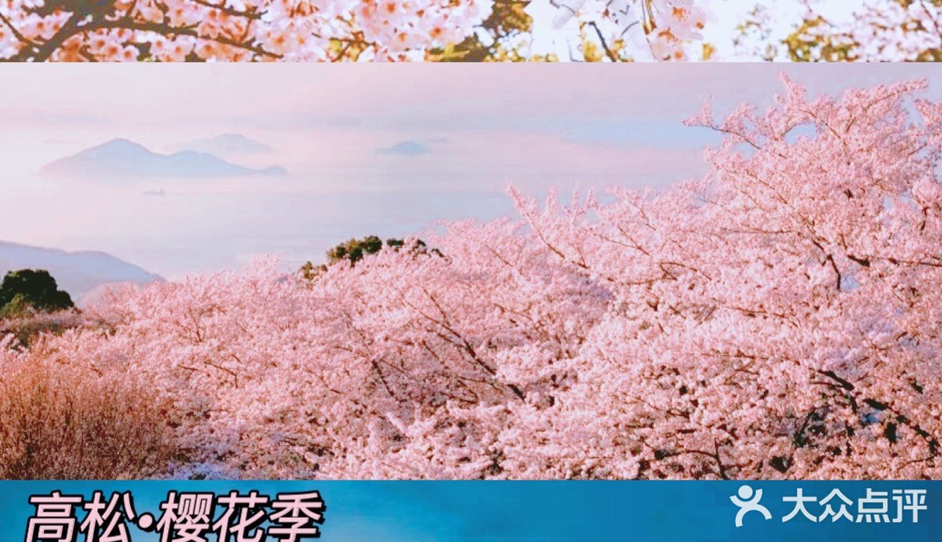 又是一年樱花季🌸想念日本高松的绝美风景~
