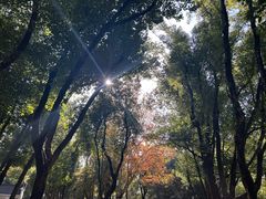 -东湖落雁景区