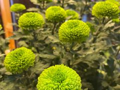 -杭州植物园