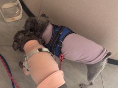 -瑞鹏宠物医院·骨科·猫科·内科(第一中心)