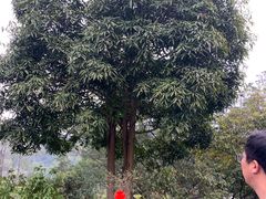 -广西壮族自治区药用植物园
