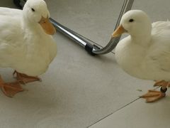 -怪兽屋·羊驼·猫咖·狗咖(俊华广场店)