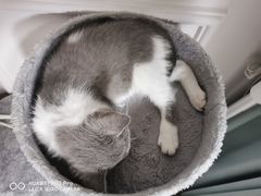 -喵zoo家庭繁育猫舍(尖东智能花园店)