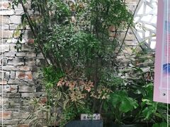 -茶理宜世(东方宝泰店)