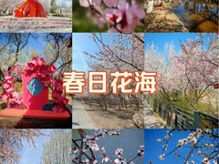-桃花堤公园