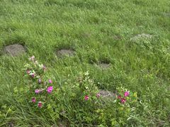 -乌拉盖芍药谷景区