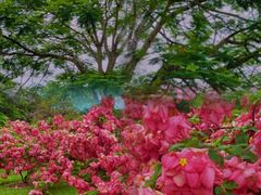 -中国科学院西双版纳热带植物园