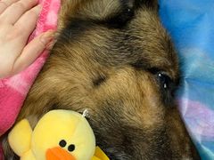 -彩虹桥宠物火化殡葬善终服务(金乐大厦店)