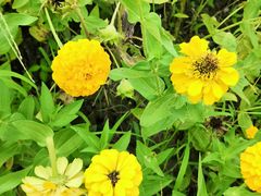 -同里国家湿地公园