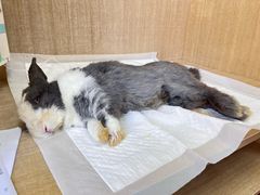 -北京观赏动物医院·24小时大型综合·猫专科·异宠专科