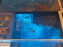 -迪拜水族馆及水下动物园