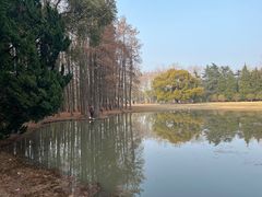-上海滨江森林公园
