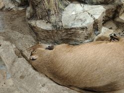 -Zoolung Zoolung动物主题公园(海信广场店)