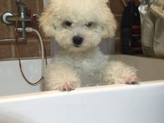 -Oh My Dog宠物沙龙(伊珊娜皮毛护理店)