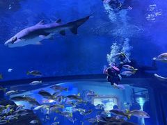 -海合安武汉极地海洋公园