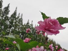 -前小桔亲子创意农场·草莓采摘·露营烧烤