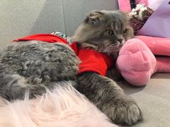 -喵屿·大理花园猫咖