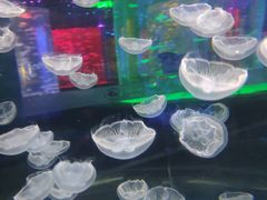 -锦艺城海洋馆