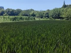 -八卦田遗址公园