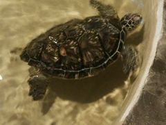 -洛阳龙门海洋馆
