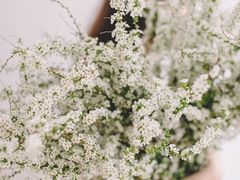 -INSDREAM FLOWER 鲜花预定·花艺培训